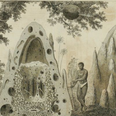 Some account of the termites, which are found in Africa and other hot climates. In a letter from Mr. H. Smeathman of Clement's Inn to Sir Joseph Banks.
