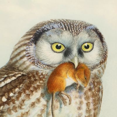 image for <em>Nyctale tengmalmi Boreal Owl. Original watercolour by John Gould.</em>