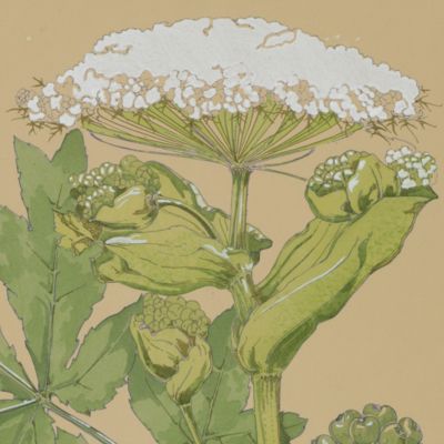 Les Fleurs et Leurs Applications Decoratives. Plate 22.