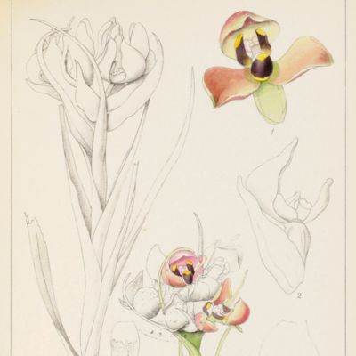 The Orchids of the Cape Peninsula. With Thirty-six Plates, partly coloured.