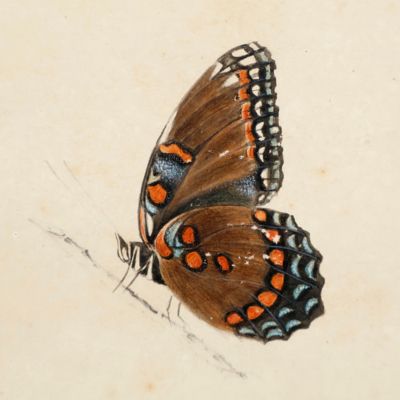 The Red-Spotted Purple. [Two original butterfly drawings].