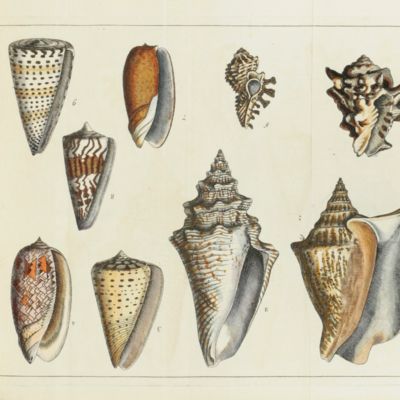 Elements of conchology: or, an introduction to the knowledge of shells. With seven plates containing figures of every genus of shells.