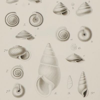 image for Ad. Strubell's Konchylien aus Java I [AND] Ad. Strubell's Konchylien aus Java II und von den Molukken. [Complete].