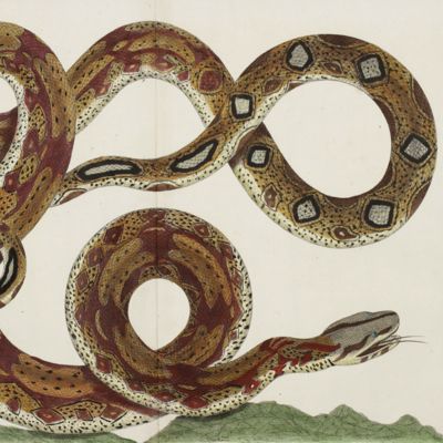 Giant snake [Plate 101 of Seba's <em>Locupletissimi rerum naturalium thesauri accurata descriptio</em> Volume II].