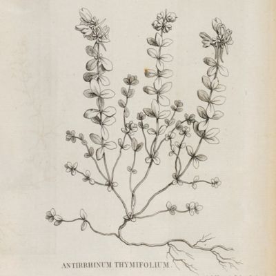 Flora Gallica, seu enumeratio plantarum in Gallia sponte nascentium; pars prima, pars secunda  cum tabulis aeneis XXI. [AND] Notice sur les plantes a ajouter a la Flore de France (Flora Gallica); avec quelques corrections et observations.