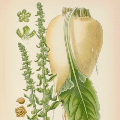 Atlas des plantes de France.  Utiles, nuisibles et ornamentales. 400 planches coloriées représentant 450 plantes communes avec des nombreuses figures en détail et un texte explicatif des propriétés des plantes, de leurs usages et applications en médecine, agriculture, horticulture, dans l'industrie, l'économie domestique, etc. Complément de la Nouvelle Flore de MM. Gaston Bonnier et Geoges de Layens. [Original, coloured edition].