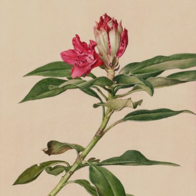 Magnolias. [Original watercolour and gouache painting].