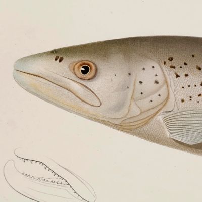 Histoire naturelle des poissons d'eau douce de l'Europe Centrale [AND] Embryologie des Salmones. [The complete Atlas].
