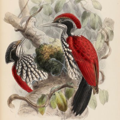 A History of the Birds of Ceylon.