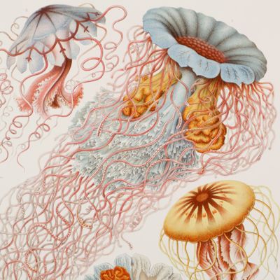 Kunstformen der Natur. Plate 08. Desmonema. Discomedusae - Scheibenquallen. [Jellyfish].