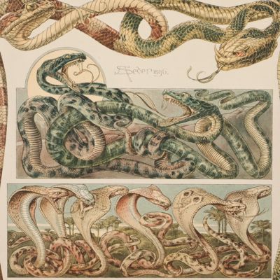 Das Thier in der decorativen Kunst. Plate 4 [Snakes]