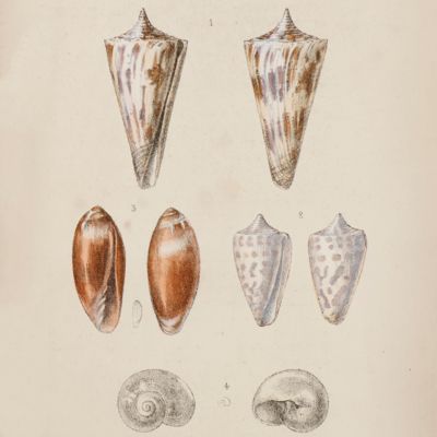 A collection of nine rare offprints on marine molluscs.