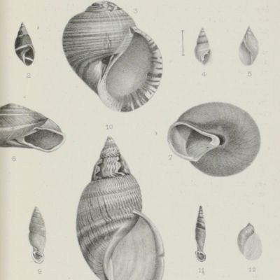 A collection of rare offprints on continental molluscs.