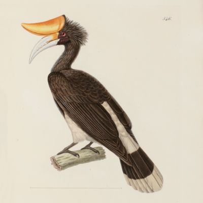 image for Nouveau recueil de planches coloriées d'oiseaux, pour servir de suite et de complément aux planches enluminées de Buffon, édition in-folio et in-4o de l'Imprimerie royale, 1770.