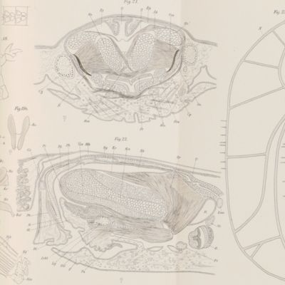 Zur Anatomie von <em>Acmaea fragilis</em> Chemnitz.