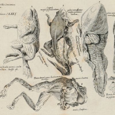 Academiae Caesareo-Leopoldinae Carolinae Naturae Curiosorum. Ephemerides sive Observationum Medico-Physicarum a Celeberrimis viris. Centuria III & IV. Cum, Appendice.