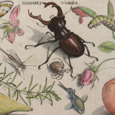 Archetypa studiaque patris Georgii Hoefnagelii Iacobus F. genio duce ab ipso scalpta, omnibus philomusis amica D: ac perbenique communicat. I. Chr. Weigel excudit. Plate 2.1.