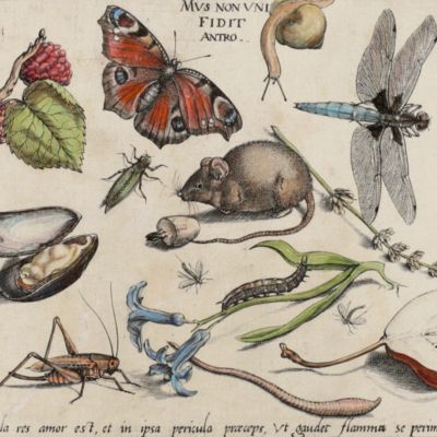 Archetypa studiaque patris Georgii Hoefnagelii Iacobus F. genio duce ab ipso scalpta, omnibus philomusis amica D: ac perbenique communicat. I. Chr. Weigel excudit. Plate 1.10.