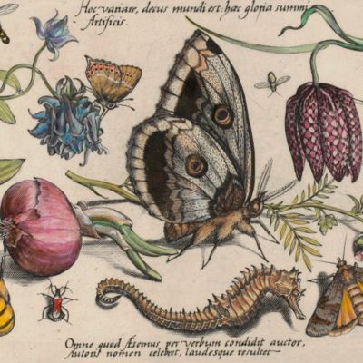 Archetypa studiaque patris Georgii Hoefnagelii Iacobus F. genio duce ab ipso scalpta, omnibus philomusis amica D: ac perbenique communicat. I. Chr. Weigel excudit. Plate 4.1.