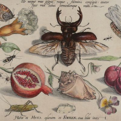 Archetypa studiaque patris Georgii Hoefnagelii Iacobus F. genio duce ab ipso scalpta, omnibus philomusis amica D: ac perbenique communicat. I. Chr. Weigel excudit. Plate 1.6.