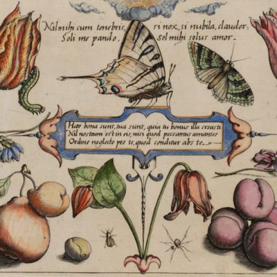 Archetypa studiaque patris Georgii Hoefnagelii Iacobus F. genio duce ab ipso scalpta, omnibus philomusis amica D: ac perbenique communicat. I. Chr. Weigel excudit. Plate 3.12.