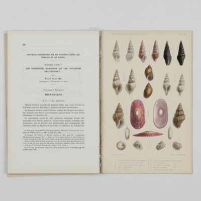 Croisières du yacht Chazalie dans l'Atlantique. Mollusques.