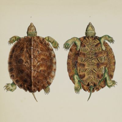 Verhandeling over de Vereischten van Natuurkundige Afbeeldingen. [Treatise on the Requirements of Physical Images].