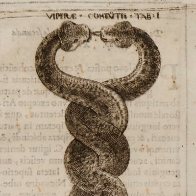 De admirabili viperæ natura, et de mirificis ejusdem facultatibus liber: ad serenissimum franciscum mariam ii, urbini ducen vi.