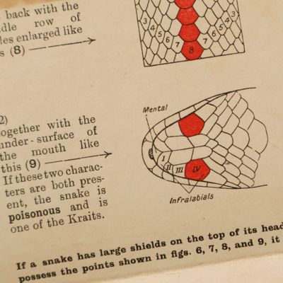 Chart to tell whether an Indian snake is poisonous or harmless.