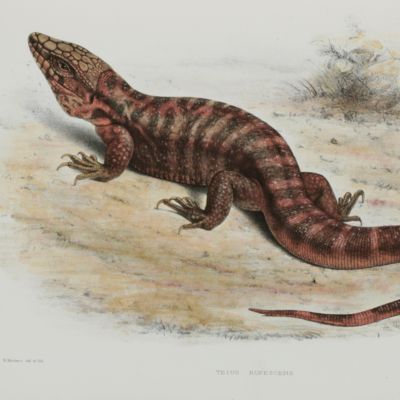 Observations on some rare reptiles and a batrachian now or lately living in the Society's Menagerie.