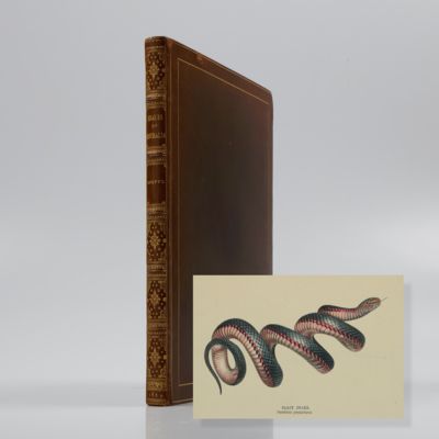 image for Snakes of Australia. Illustrated and descriptive catalogue of all the known species.