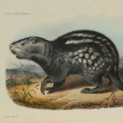 Ueber <em> Dinomys</em>, eine merkwürdige neue Gattung von Nagethieren aus Peru.