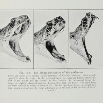 image for A Key to the Rattlesnakes. with Summary of Characteristics.