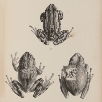 Catalogue of the Batrachia Salientia in the Collection of the British Museum.