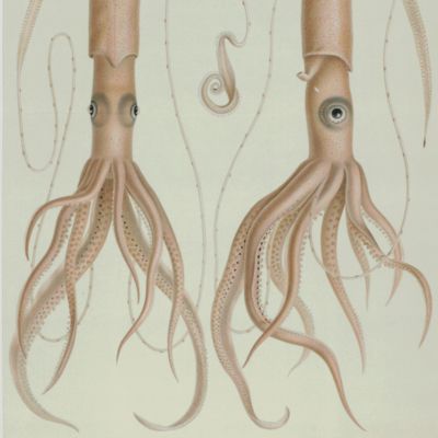 Wissenschaftliche Ergebnisse der Deutschen Tiefsee-Expedition auf dem Dampfer "Valdivia" 1898-1899. Achtzehnter Band. Die Cephalopoden; I. Teil: Oegopsida. Atlas.