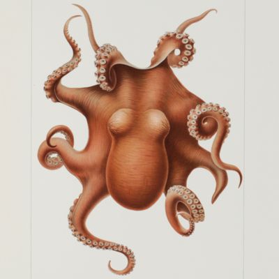 Wissenschaftliche Ergebnisse der Deutschen Tiefsee-Expedition auf dem Dampfer "Valdivia" 1898-1899. Achtzehnter Band. Die Cephalopoden; II. Teil: Myopsida. Octopoda.