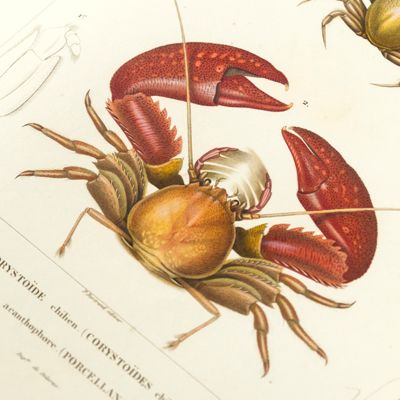 Voyage dans l'Amérique méridionale (le Brésil, la république orientale de l'Uruguay, la république Argentine, la Patagonie, la république du Chili, la république de Bolivia, la république du Perou). Exécuté dans le cours des années 1826, 1827, 1828, 1829, 1830, 1831, 1832 et 1833. Atlas. Crustacés.