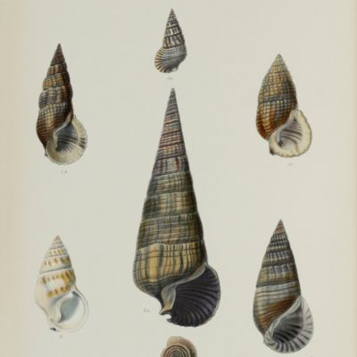 Conchologia Iconica. Monographs of the genus <em>Cerithidea, Cerithium, Lampania, Potamides, Pyrazus, Telescopium, Tympanotonos</em>, and <em>Vertagus</em>.