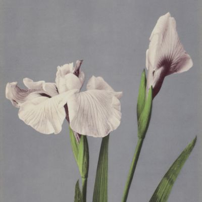 image for Some Japanese Flowers.