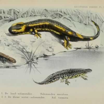 Natuurlijke Historie van Nederland. Nieuwe goedkoope uitgave. De Kruipende Dieren. [The complete herpetology].