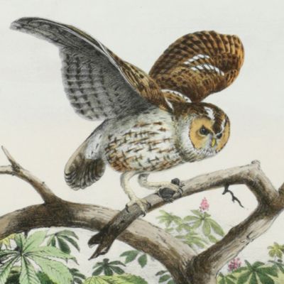 Album d'Oiseaux.