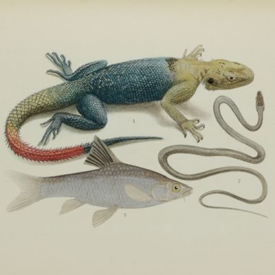 Angola et Rhodesia (1912-1914). Mission Rohan-Chabot sous les auspices du ministère de l'instruction publique et de la Société de Géographie. Tome IV. Histoire naturelle. Fascicule I. [1] Mammifères (anatomie comparée - embryologie), [2] Oiseaux, [3] Reptiles, [4] Poissons.