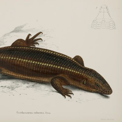 image for Naturwissenschaftliche Reise nach Mossambique auf Befehl seiner Majestät des Königs Friedrich Wilhelm IV in den Jahren 1842-1848 ausgeführt. Zoologie III. Amphibien. [Atlas with the highest number of coloured plates].