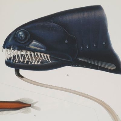 image for Wissenschaftliche Ergebnisse der Deutschen Tiefsee-Expedition auf dem Dampfer "Valdivia" 1898-1899. Die Tiefsee-Fische. I. Systematischer Teil. II. Anatomischer Teil. Text und Atlas. [Complete].