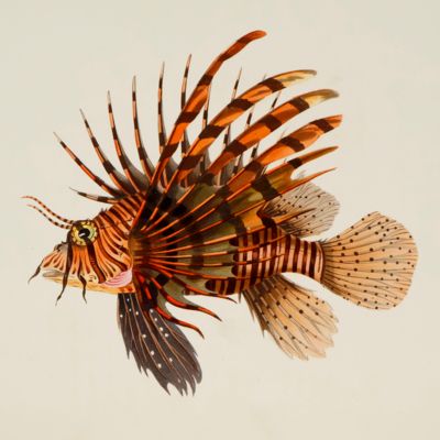 image for A selection from the most remarkable and interesting of the fishes found on the coast of Ceylon. From drawings made in the southern part of that island from the living specimens.