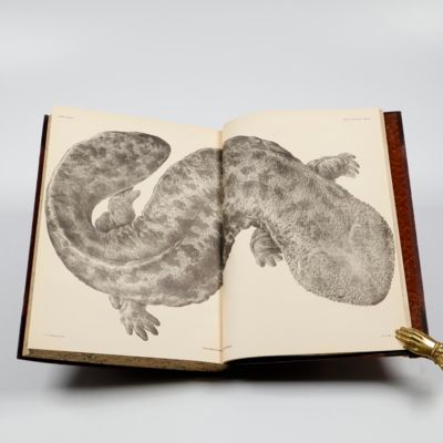 image for Fauna Japonica Reptilia. Réface suivie d'un aperçu historique et physique sur les reptiles du Japon. [BOUND WITH] Fauna Japonica. Coup-d'oeil sur la faune des iles de la sonde et de l'empire du Japon. Discours préliminaire destiné à servir d'introduction à la Faune du Japon. [AND] Aperçu général et spécifique sur les mammifères qui habitent le Japon et les iles qui en dépendent.