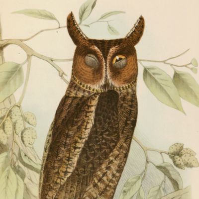 image for Fauna Japonica. Aves.