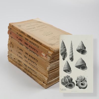 Studies on Australian Mollusca 1-10 [of 14].