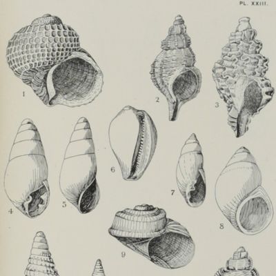 A revised census of the marine Mollusca of Tasmania.