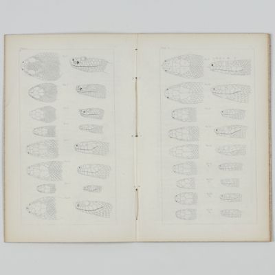 On the Serpents of New-York; with a Notice of a Species not hitherto included in the Fauna of the State.